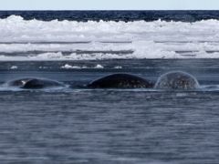 03B Narwhal Whales On Day 3 Of Floe Edge Adventure Nunavut Canada